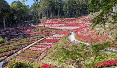 Azaleas at Mimuroto Temple in Uji city, 🇯🇵Kyoto.