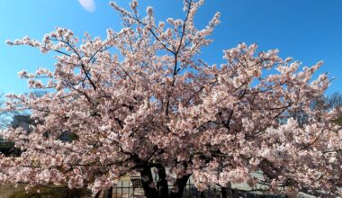 Sakura ( Fujisawa city Shonandai )
