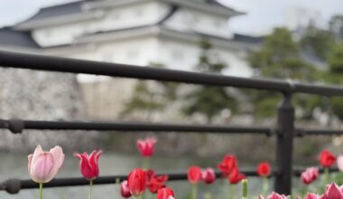 Toyama Castle and Tulips