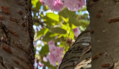 Sakura flower