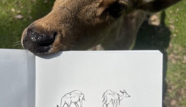 Nara deer park!