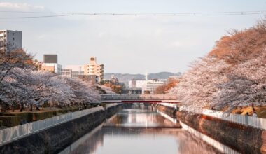 Hanami in Himeji