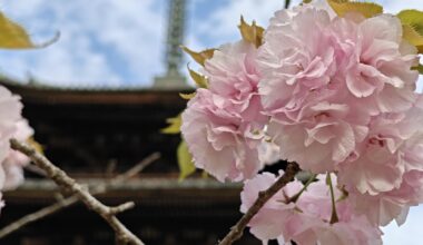 Cherry Blossom at Ninna-ji Pagoda Kyoto