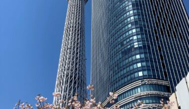 Skytree and Sakura (with bonus "golden poo" pic)