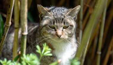 Japan Cats - Tashiro Island (Tashirojima) Cat Island