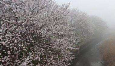 Foggy early morning cherry blossom viewing
