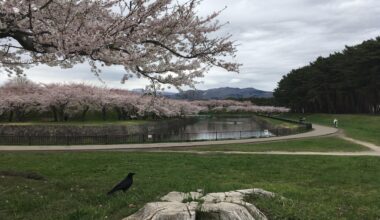 The cherry blossoms in Hakodate are in full bloom