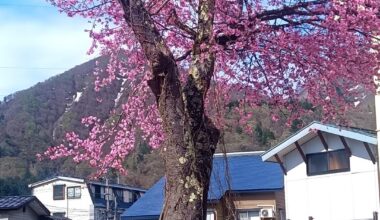 Another spring in Yuzawa, Niigata