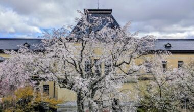 Courtyard of the Former 🇯🇵Kyoto Prefectural Government Building🌸