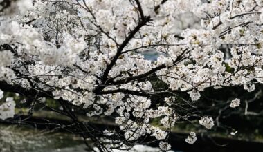 Cherry blossoms along the Itachi River in Toyama