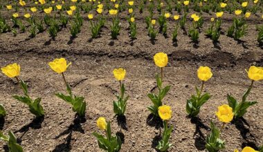Fuji and Tulips