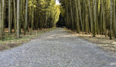 Wakayama Bamboo Forest
