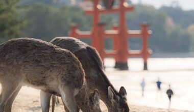 Miyajima Deer