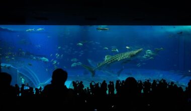 Okinawa Churaumi Aquarium 沖縄美ら海水族館