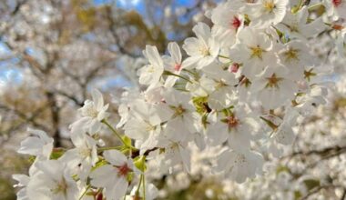 Cherry blossoms and evening primroses are easily some of the most stunning flowers I've seen in Japan.