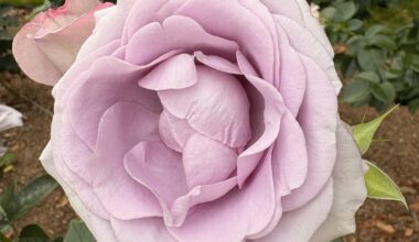 Stunning Roses in Full Bloom 🌹 | Kyoto Botanical Garden Beauty!