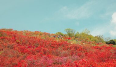A crimson sea of azaleas, Nara