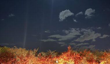 A nice picture I took in a festival near Nagoya