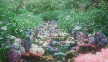 A day trip to Hasedera Temple, Nara to see the hydrangeas