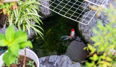 Goldfish in Kyoto