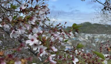 Cherry blossoms in Yoichi, Hokkaido, yesterday.