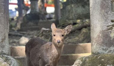 Some pictures of the Nara residents. The last picture seemed a little familiar.