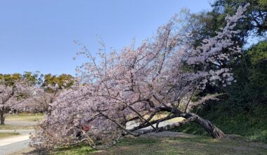 Leaning cherry tree in Maizuru Park, Fukuoka