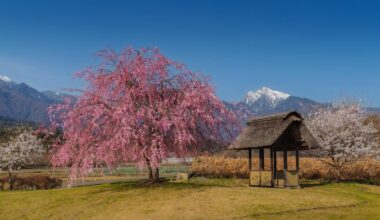 Cherry Blossoms and a Traditional Rest House in Hokuto’s Countryside