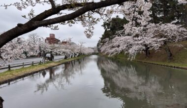 Cherry Blossoms at Hirosaki Park, Aomori
