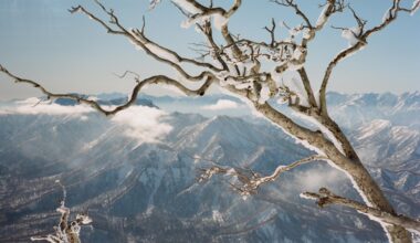 Atop Mt Myoko. Shot on a Canon P with Porta 400