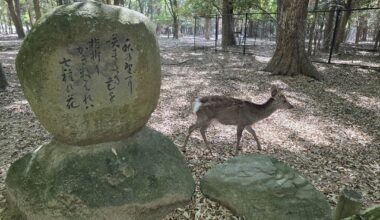 Nara, last week