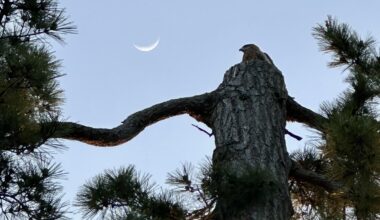 Black Kite and the moon