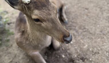 Nara Deer Are Not Cute — They’re Crackhead Gangsters in Disguise