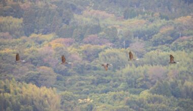 Cranes, Autumn hues