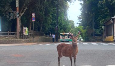 Nara Deer (5/23)