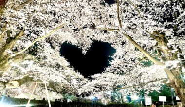 Cherry blossoms at Hirosaki Park in Aomori