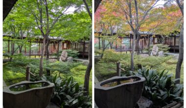 I love Japanese-maples in early summer🌱 as well as in autumn🍁