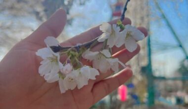 Hanami matsuri ~ oh i miss