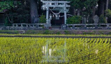Torii among freshly flooded rice fields