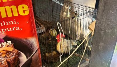 Blatant unnecssary animal abuse outside Kokusai-Dori. How to help?