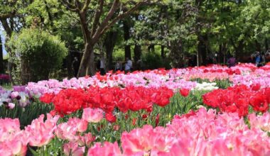 🌷 Beautiful Tulips @ Toyama