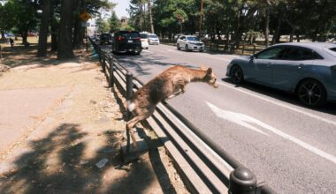 Deerly Beloved in Nara