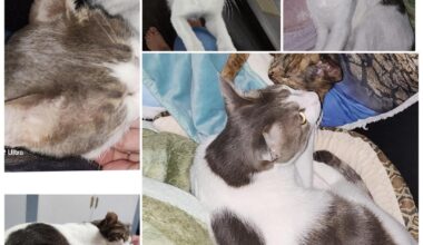 Lost cat (reward ¥100,000)