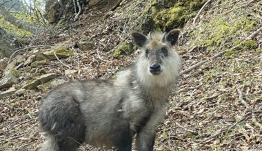 Japanese serow, seen in the mountains near Nikko, Tochigi