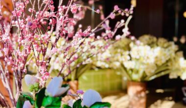 Wonderland of Japan: Travel through Japan with Hachi, our little dog guide!🐶