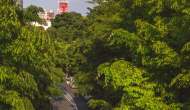 Late Afternoon Light with Tokyo Tower [OC]