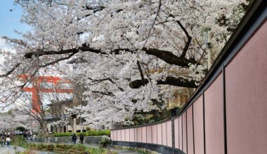 Cherry blossoms in Kyoto, April 2025