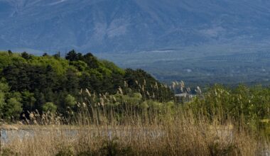 Flowers of Fuji