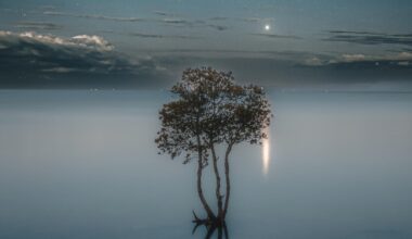 Lone mangrove in Ishigaki, Japan