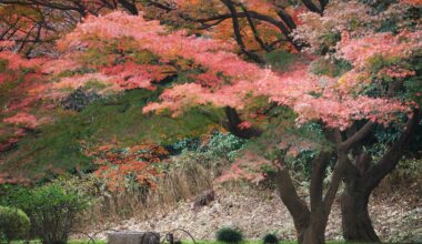Take a seat in Tokyo